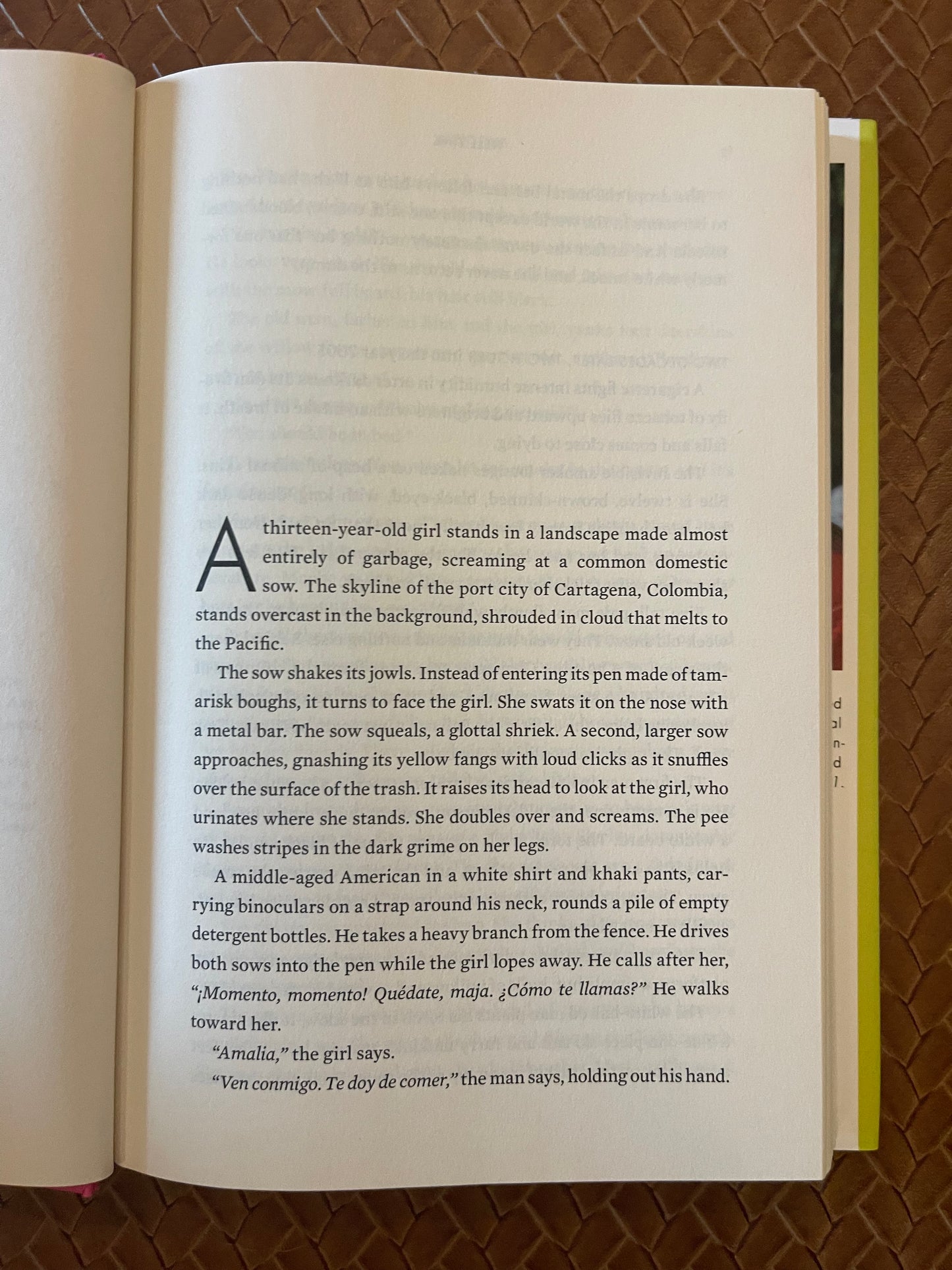 Nicotine by Nell Zink (Hardcover)